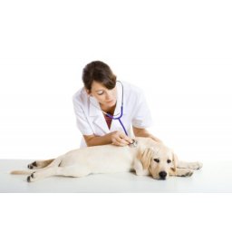 čerpanie dovolenky - veterinárna ambulancia