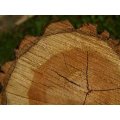 Oznámenie o plánovanom výrube drevín/krovitých porastov