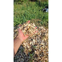 Štiepkovanie konárov na Balku: 21.03.2026