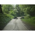 Upozornenie na výskyt diviakov v lokalite Uhrinč